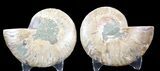 Sliced Fossil Ammonite Pair - Agatized #39595-1